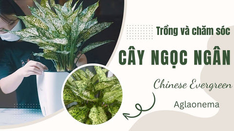 Trồng và chăm sóc cây ngọc ngân với chậu tự tưới