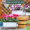 Chậu cây tự tưới - chậu cây thủy sinh E-shape cao cấp